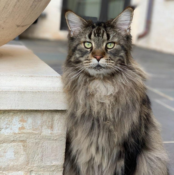 Hi! I'm Wolfie. What's your name? - Picture 15 of 17